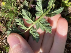 Erodium moschatum