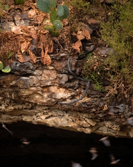 Pantherophis obsoletus