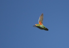 Parvipsitta porphyrocephala