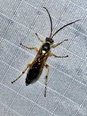 Ichneumon ambulatorius