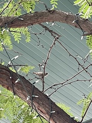 Passer domesticus