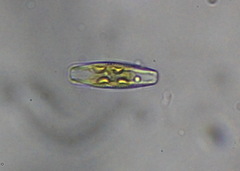 Bacillariophyceae