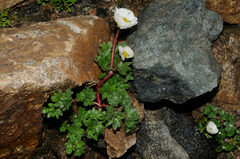 Ranunculus glacialis