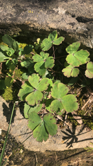 Aquilegia canadensis