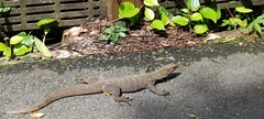 Varanus nebulosus