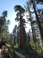 Sequoiadendron giganteum