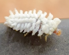 Cryptolaemus montrouzieri