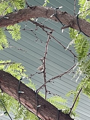 Passer domesticus
