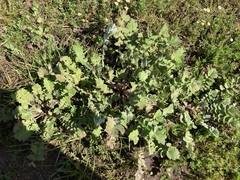 Arctotheca calendula