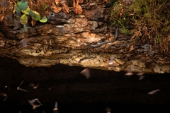 Pantherophis obsoletus