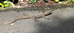 Varanus nebulosus