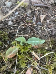 Goodyera oblongifolia