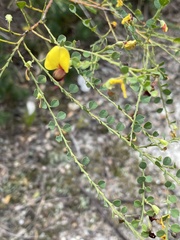 Bossiaea rhombifolia