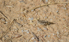 Oedaleus abruptus
