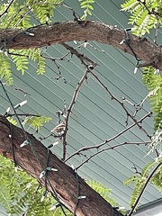 Passer domesticus
