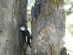 Dryobates albolarvatus