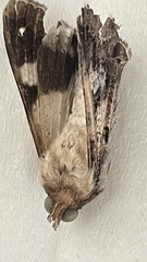 Melipotis famelica