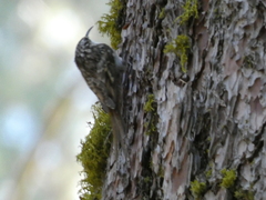 Certhia americana