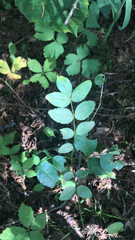Zanthoxylum americanum
