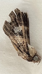 Melipotis famelica