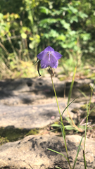 Campanula rotundifolia