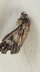 Melipotis famelica