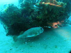 Diodon hystrix