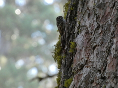 Certhia americana