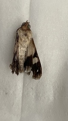 Melipotis famelica