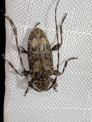 Astyleiopus variegatus