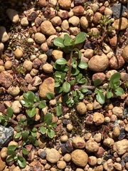 Polycarpon tetraphyllum