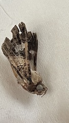 Melipotis famelica