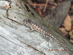 Sceloporus undulatus