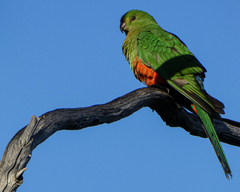 Alisterus scapularis