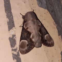 Formofentonia orbifer