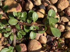 Polycarpon tetraphyllum