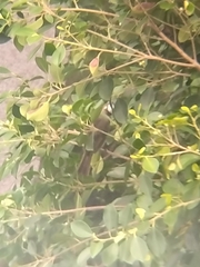 Pycnonotus sinensis sinensis