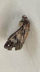 Melipotis famelica