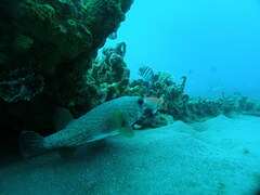 Diodon hystrix