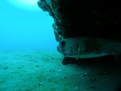 Diodon hystrix