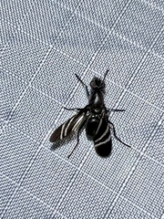 Tritoxa flexa