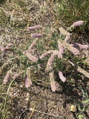 Dalea villosa