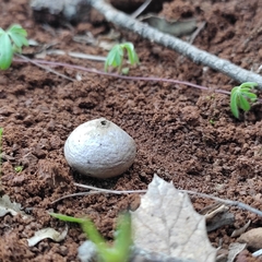 Lycoperdon pratense