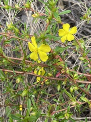 Hibbertia linearis