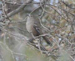 Drymodes brunneopygia