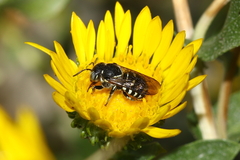 Dianthidium pudicum