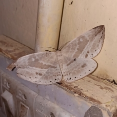 Cyclidia substigmaria