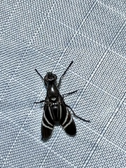 Tritoxa flexa