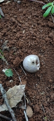 Lycoperdon pratense