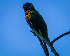Trichoglossus moluccanus